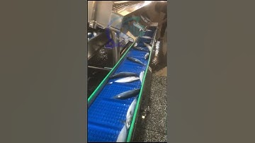 fish sizing machine, fish sorting machine, fish grader #fishmachine #fishprocessing #seafood #fish