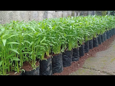 Video: Bagaimana cara menanam skirret uk?