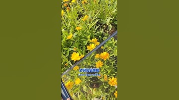 Extremely narrow invisible window screen, shrinks and doesn