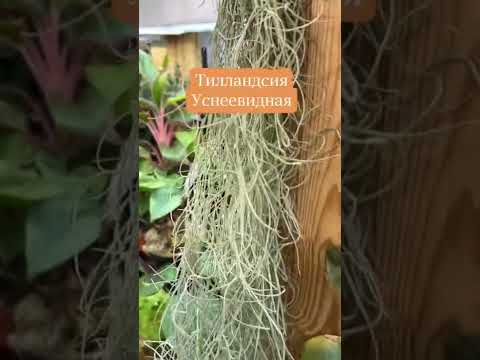 Video: Taimed, millel puuduvad hernekaunad – miks aedherned on kõik lehestik ja ilma kaunadeta