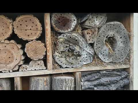 Bienenhaltung und Wildbienenschutz