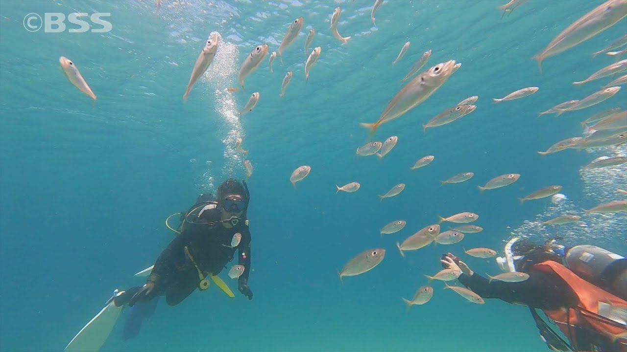 島根の日本海を優雅に…おすすめ！スクーバダイビング体験