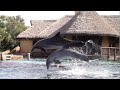 Dolphin Presentation at SeaWorld San Antonio&#39;s Discovery Point - October 12, 2018