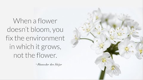 When the flower doesn