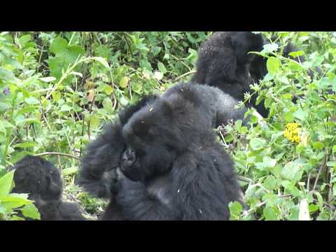 Mountain Gorillas in Virunga Mountains, Rwanda (Su...