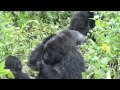 Mountain Gorillas in Virunga Mountains, Rwanda (Susa Group)