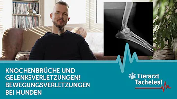 Wie schnell heilt ein Knochenbruch beim Hund?