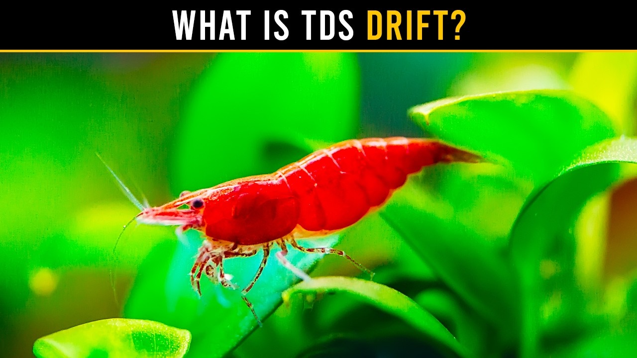Why Shrimp DIE Months After An Aquarium Looks Perfect
