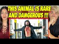 ANIMAL (OFFICIAL TRAILER): Ranbir Kapoor | FIRST TIME WATCHING