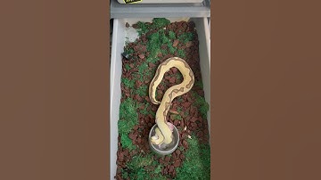 Orange dream fire clown ball python gets her weight up for the breeding season #ballpython #snakes