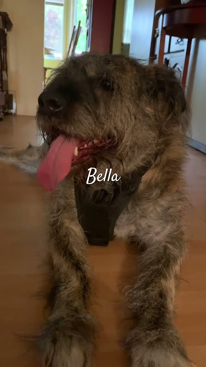 Bella