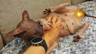 Take a Minute to Rest and Enjoy the Sphynx Cat Family 💗 by Liukaa Balk`s 2,734 views 9 months ago 1 minute, 56 seconds