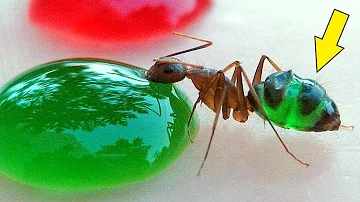 ¿A las hormigas les gusta la pasta de dientes?