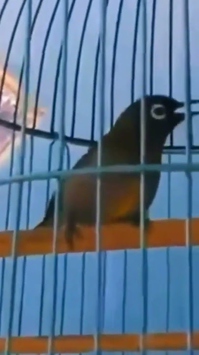 kepala hitam pleci Papua masteran gacor