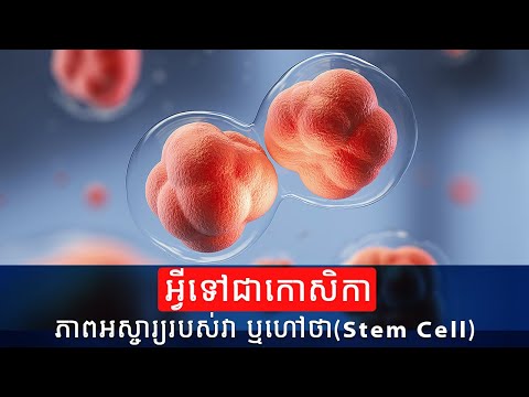អ្វីទៅជាកោសិកា នឹងភាពអស្ចារ្យនៃកោសិកា  ឬហៅថា Stem Cell | Healthy Knowledge Synonyms