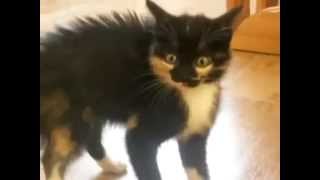 Funny Cats! Смешные коты!Коты отжигают,пушистики,смотреть всем! Funny Cats! Смешные коты!Коты отжигают,пушистики,смотреть всем!