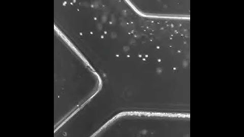 An ultra-high-throughput spiral microfluidic biochip for the enrichment of circulating tumor cells