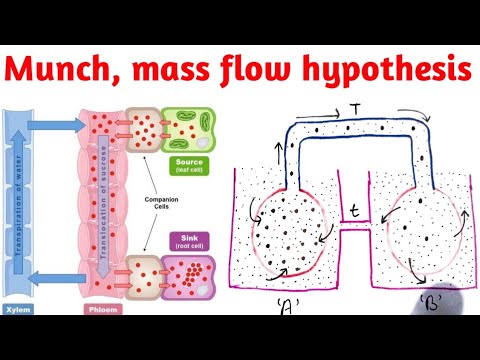 munch hypothesis ppt