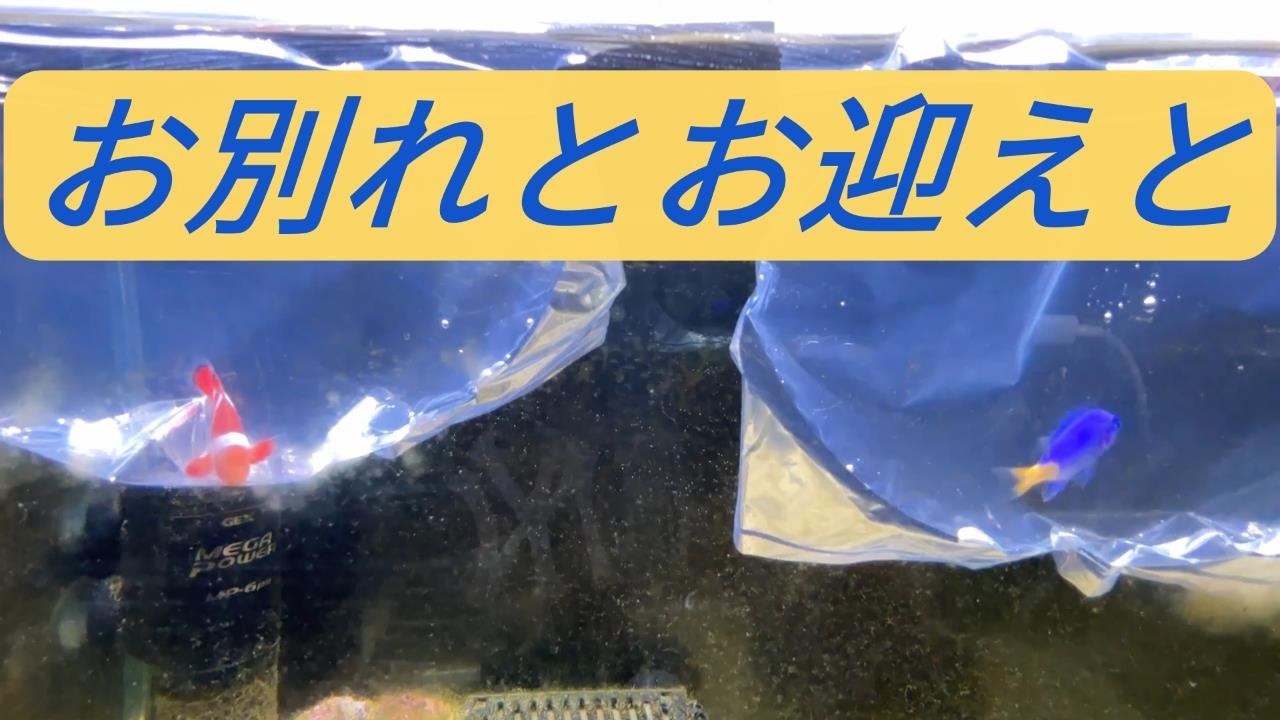 お別れとお迎えと　#アクアリウム  #海水魚水槽 #カクレクマノミ  #ヤエヤマギンポ  #ヤドカリ #イソギンチャク #aquarium #clownfish
