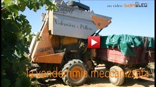 la vendemmia meccanizzata nei vigneti di Paolo Ricagno