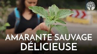Lamarante, Sauvage, Délicieuse Et Drôle