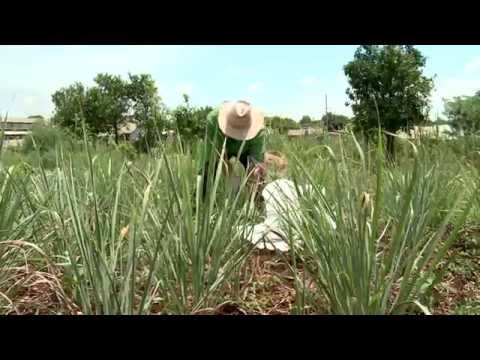 Vídeo: Cultivo De Capim-limão A Partir De Sementes