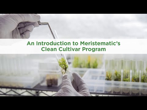Introduction To Tissue Culture - Meristematic