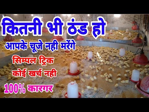 कितनी भी ठंड हो आपके चूजे नही मरेंगे | winter brooding management