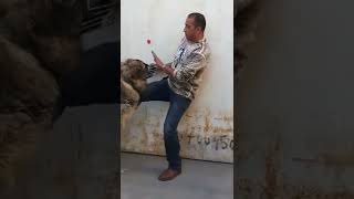 هجوم كلب القوقازي علي الفيديو كامل على قناتي اخوكم جمال العمواسي