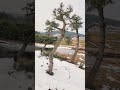해송 黑松 소나무전지
