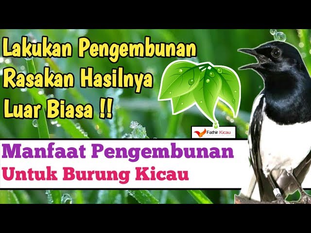 Manfaat PENGEMBUNAN untuk BURUNG | Terapi Embun Pagi BURUNG KICAU class=