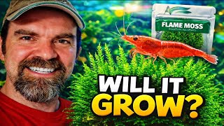 Flame Moss for Shrimp Tanks: Will It Grow Successfully in My Setup?