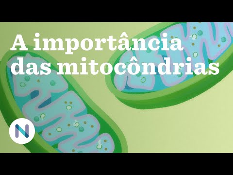 Vídeo: A que uma mitocôndria pode ser comparada em uma escola?