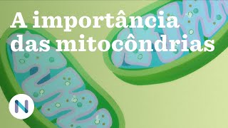 Por que as mitocôndrias são tão importantes para a vida