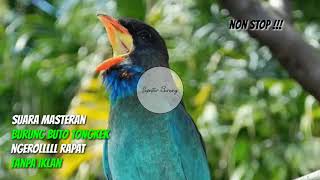 Download Lagu Masteran tengkek buto untuk lovebird speed roll jeda rapat MP3