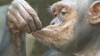 Zoo Ostrava, šimpanz učenlivý