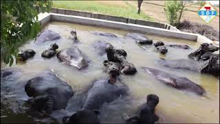 Swimming Pool का आनंद लेते हुए सभी पशु  Old Video Sansaniwal Dairy Farm