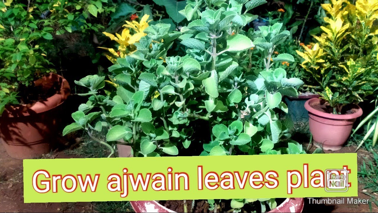 How to grow ajwain leave plant अजवायन का पौधा crops organic