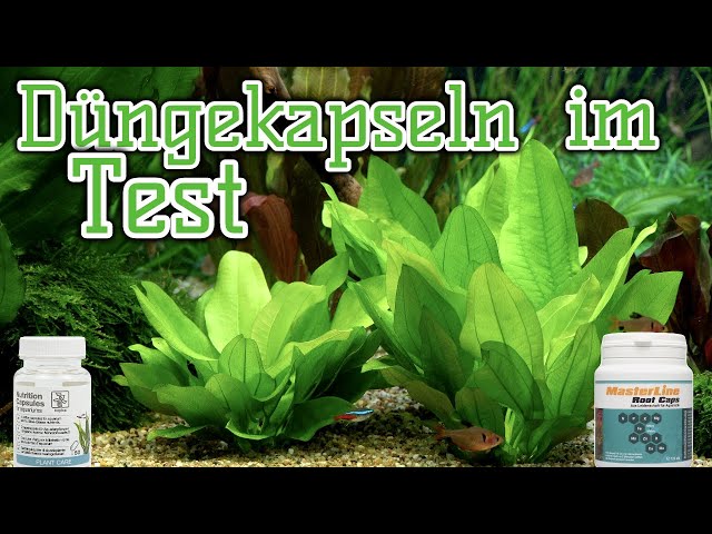 Dngekapseln fr Wasserpflanzen im Test | Nhrbodenersatz im Aquarium? |  Masterline | Tropica - YouTube