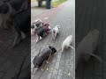 Построились
