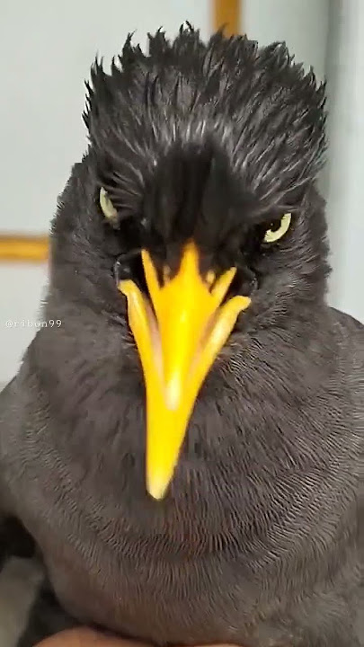 JALAK KEBO MATA KUNING-GACORNYA-#shortvideos #trending #burung #jalakkebo #subcreb #like
