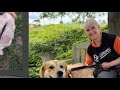 Goldie found a forever home