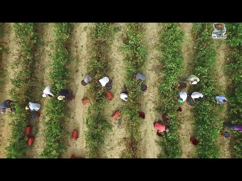 Ο τρύγος στην Αρχαία Νεμέα από ψηλά.|The harvest in Ancient Nemea from above.Greece drone video.