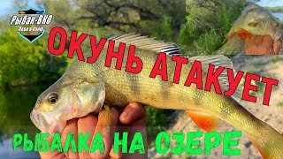 ОКУНЬ, ДВА ОКУНЬ, ТРИ ОКУНЬ!!! ДА СКОЛЬКО  ТУТ  ОКУНЕЙ ?!!РЫБАЛКА НА ЧИЛИ  НА  РАССЛАБОНЕ/PERCH