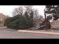 Vehicle Crushed By Tree Live in Cheyenne Wyoming