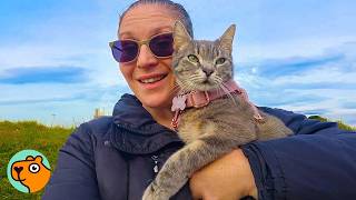 Cat Jumped Into Her Car And Never Looked Back Cuddle Buddies