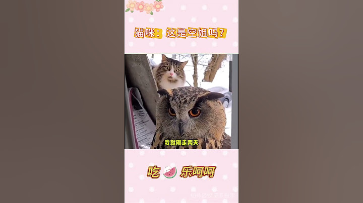 猫咪：妈！你换小猫啦？旧的还要吗？#搞笑  #猫咪的迷惑行为  #震惊