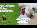 Fastest Bird in the World Peregrine Falcon Shikari Baaz In Urdu