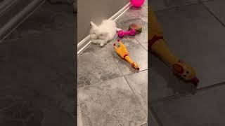 Chunky Bunny Is Taking A Nap - Snoring And Farting Like Mommy