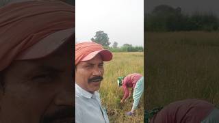 हमर घर के गौटिनिन#cgshortvideo #cgviralshorts #dhankheti